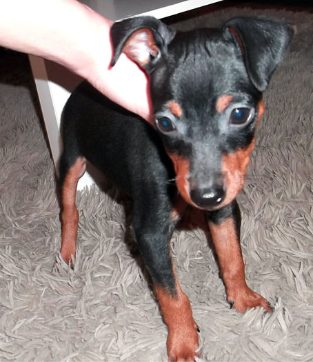  - PINSCHER PITIC de vanzare-VANDUTI