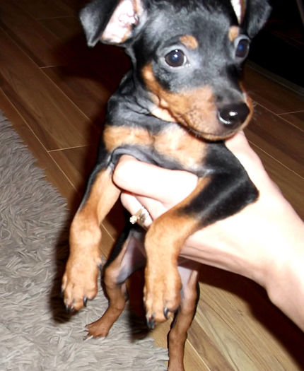  - PINSCHER PITIC de vanzare-VANDUTI