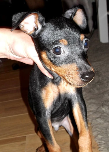  - PINSCHER PITIC de vanzare-VANDUTI