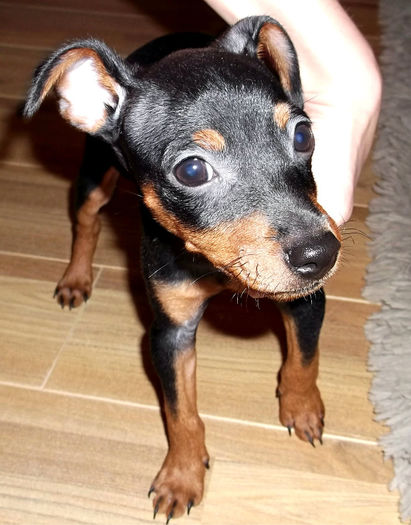  - PINSCHER PITIC de vanzare-VANDUTI