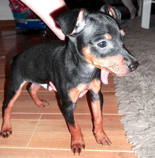  - PINSCHER PITIC de vanzare-VANDUTI