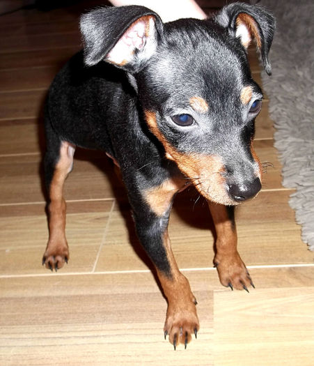  - PINSCHER PITIC de vanzare-VANDUTI