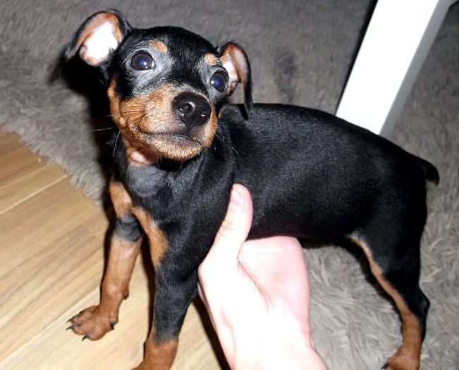  - PINSCHER PITIC de vanzare-VANDUTI