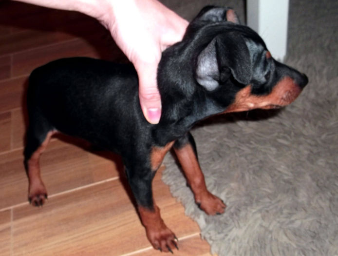  - PINSCHER PITIC de vanzare-VANDUTI