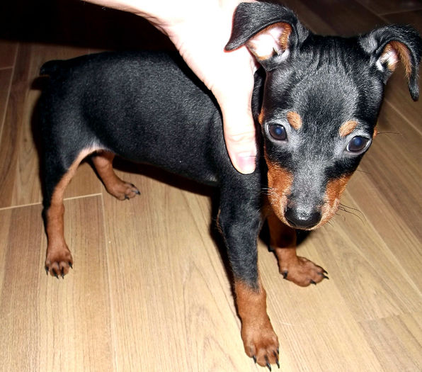  - PINSCHER PITIC de vanzare-VANDUTI