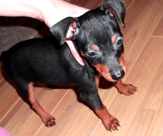  - PINSCHER PITIC de vanzare-VANDUTI