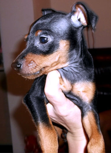  - PINSCHER PITIC de vanzare-VANDUTI