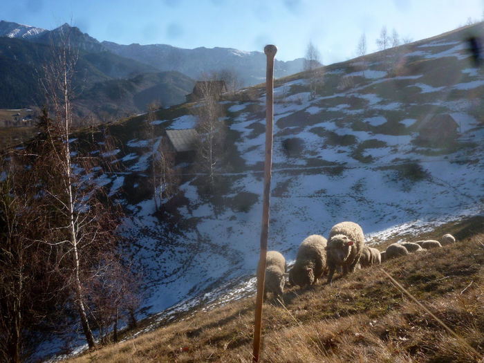 bata; ciobanie deal munte bran oi iarna sat simon
