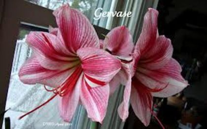 amarillys gervase