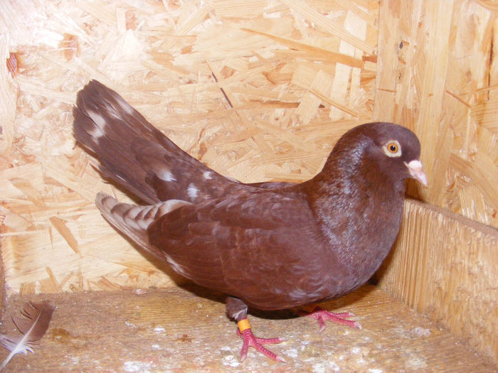 rosu de targoviste-luat de soim in 2008 - Amintiri - porumbei pierduți sau prinși de răpitoare