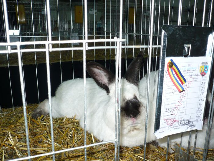 Expo BISTRITA 95,5 PCT-CAMPION