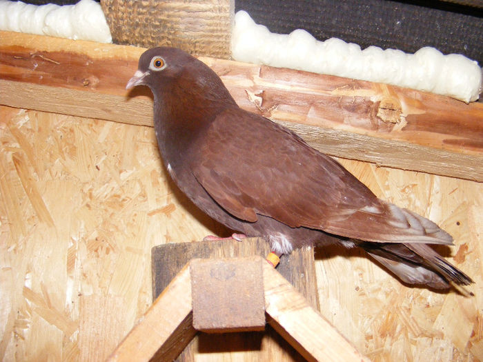 UACZ RO 2006 1004 F - Amintiri - porumbei pierduți sau prinși de răpitoare
