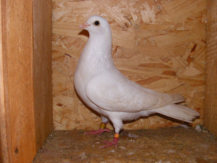 UACZ RO 2006 1006 F - Amintiri - porumbei pierduți sau prinși de răpitoare