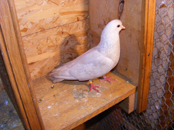 UACZ RO 2007 673 M - Amintiri - porumbei pierduți sau prinși de răpitoare