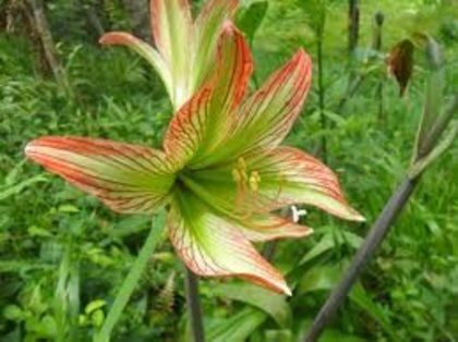 images (5) - A dorinte 2014