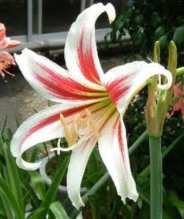 images (6) - A dorinte 2014