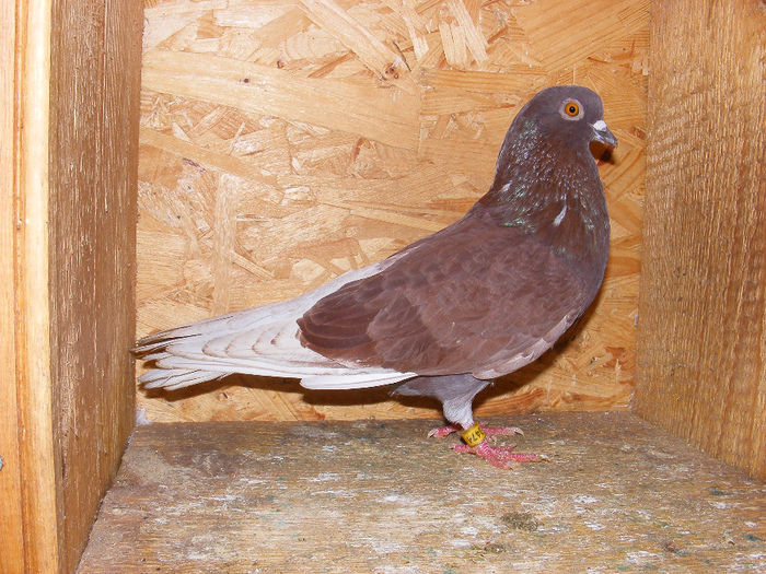 UACZ RO 2006 0474 M - Amintiri - porumbei pierduți sau prinși de răpitoare