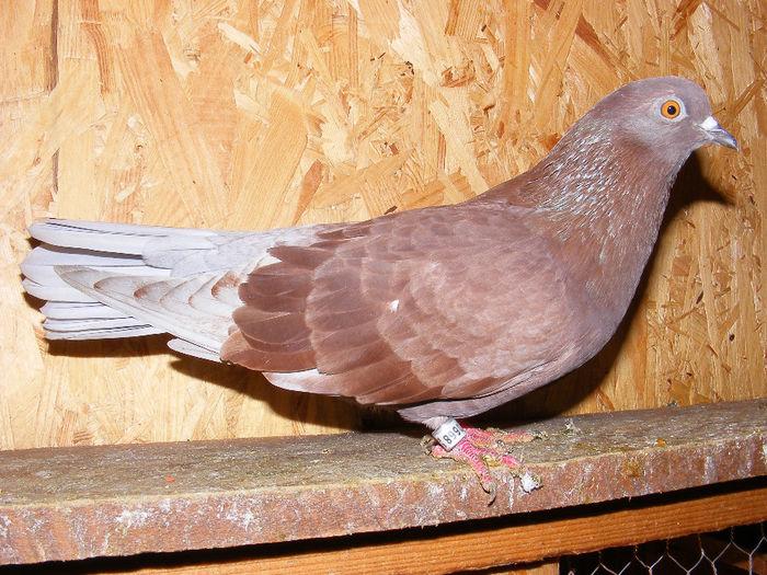 UACZ RO 2004 0668 F - Amintiri - porumbei pierduți sau prinși de răpitoare