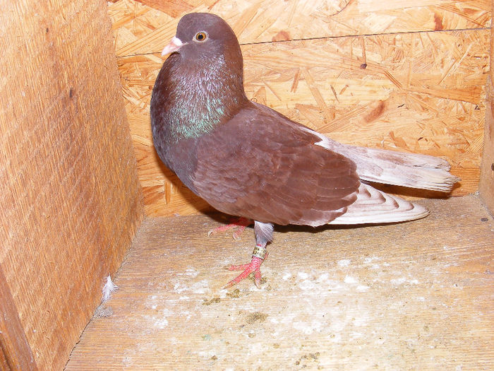 UACZ RO 2008 5105 M - Amintiri - porumbei pierduți sau prinși de răpitoare