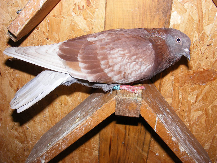 UACZ RO 2008 5112 F - Amintiri - porumbei pierduți sau prinși de răpitoare