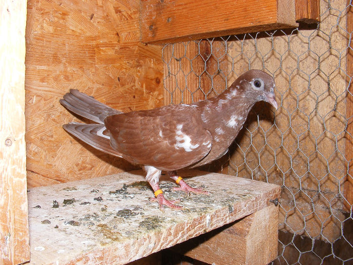 pierdut neinvatat in 2010 - Amintiri - porumbei pierduți sau prinși de răpitoare