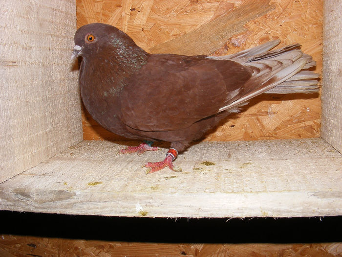 UACZ RO 2006 5120 08 M - Amintiri - porumbei pierduți sau prinși de răpitoare