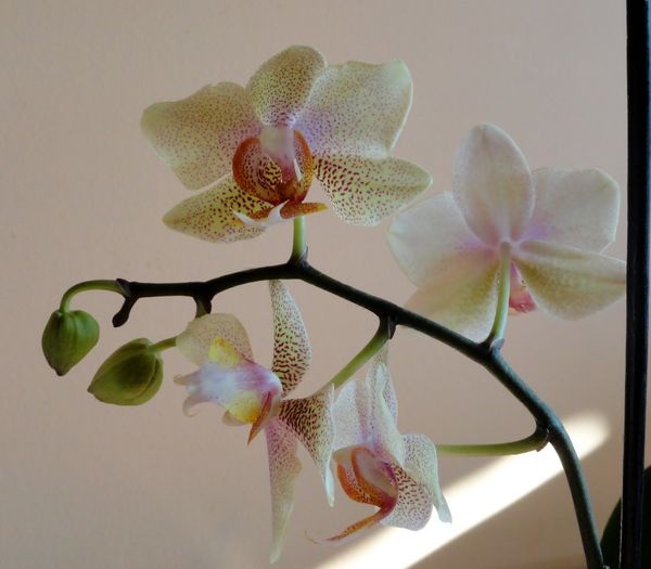  - Phalaenopsis 1