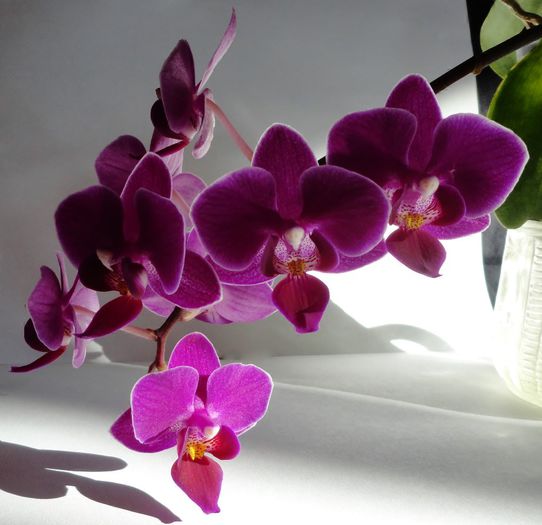 Mini phalaenopsis