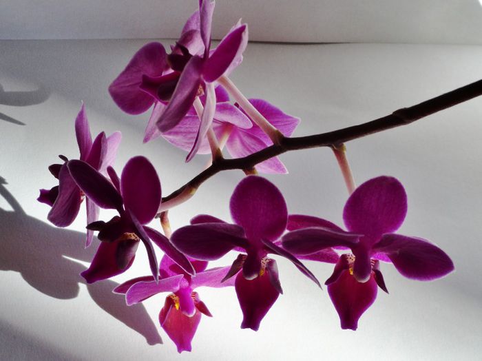  - Phalaenopsis 1