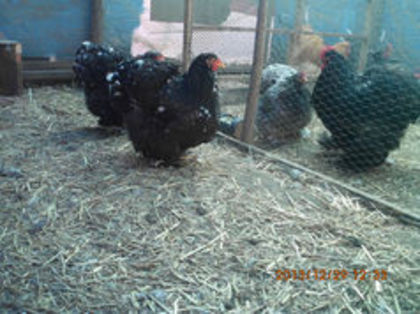 94521347_OQSBUDY3