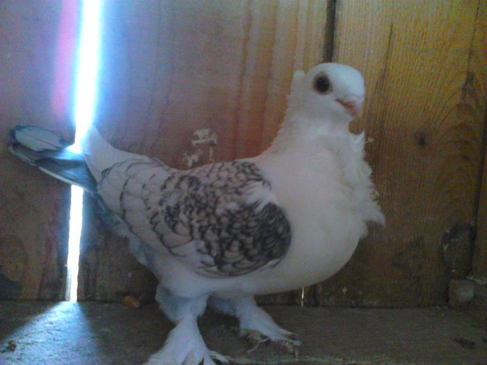 DSC_0070 - SATINETI SCRISI PE NEGRU