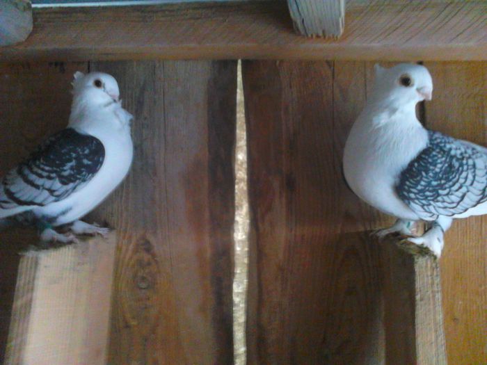 DSC_0101 - SATINETI SCRISI PE NEGRU