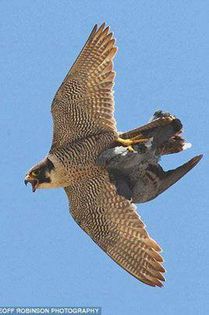 1486786_519847084780677_665307616_n