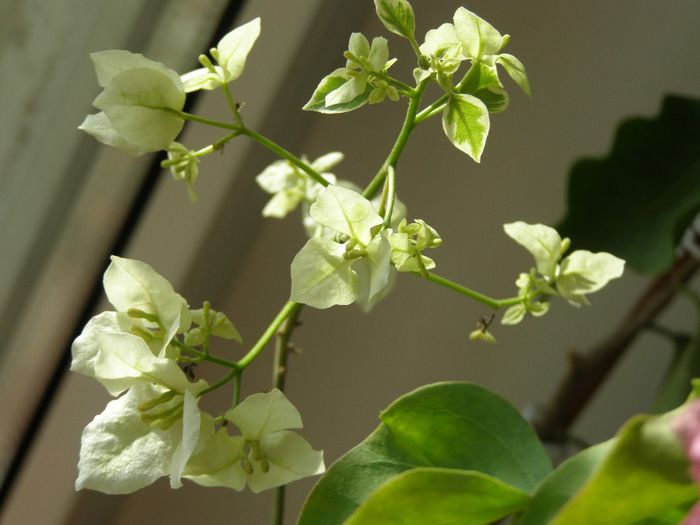 Variegata a inflorit; Sunt dezamagita, asteptam o alta culoare....e Double Delight si ar fi trebuit sa infloreasca in degradeuri de alb-roz
