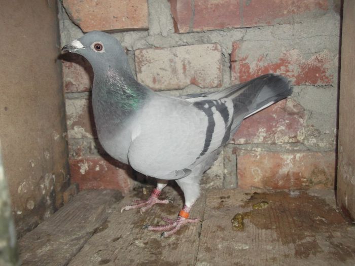 Picture 022 - Pui decembrie 2013