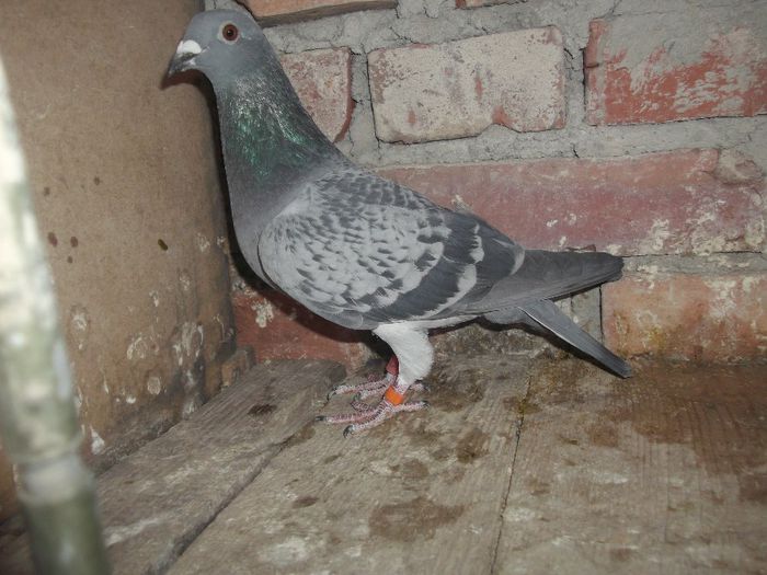 Picture 061 - Pui decembrie 2013