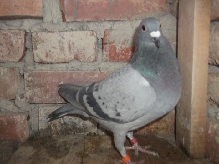 Picture 067 - Pui decembrie 2013