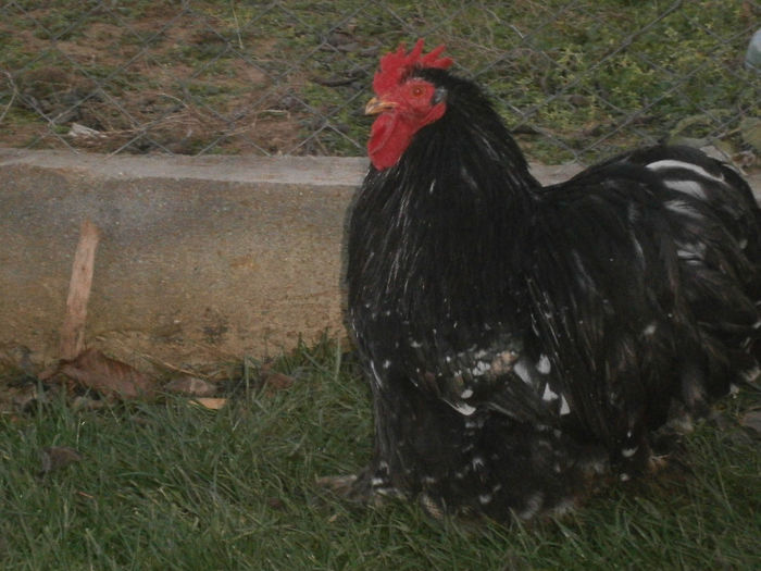 CAMPIONUL NATIONAL 2013; PIPERA 2013
