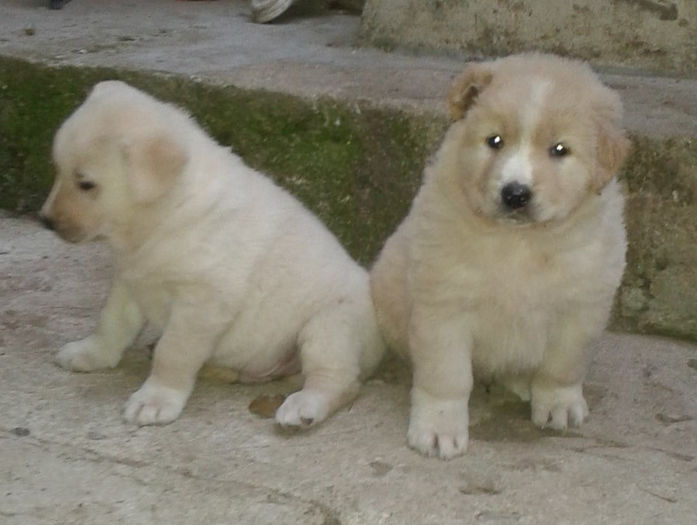 20131229_161204 - Dolfa