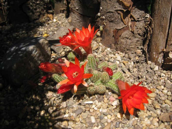 Iunie 2012 - Chamaecereus silvestrii_2