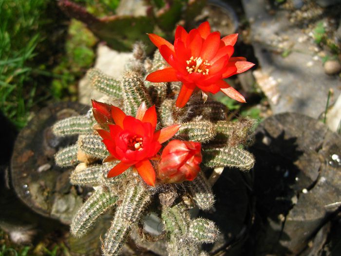 Iunie 2013 - Chamaecereus silvestrii_2