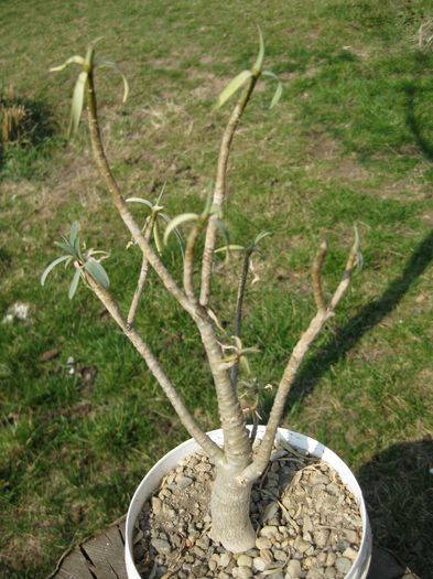 Martie 2012 - Euphorbia balsamifera_1