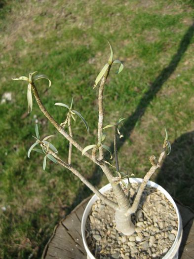 Martie 2012 - Euphorbia balsamifera_1