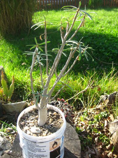 Octombrie 2012 - Euphorbia balsamifera_1