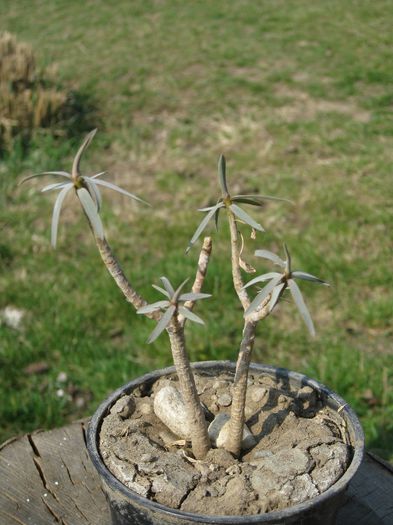 Martie 2012 - Euphorbia balsamifera_2