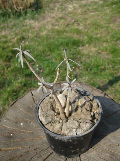 Martie 2012 - Euphorbia balsamifera_2