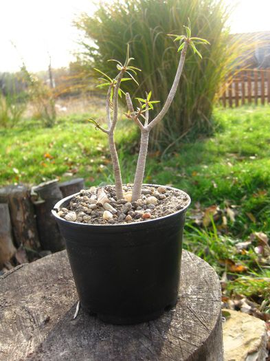 Noiembrie 2012 - Euphorbia balsamifera_2