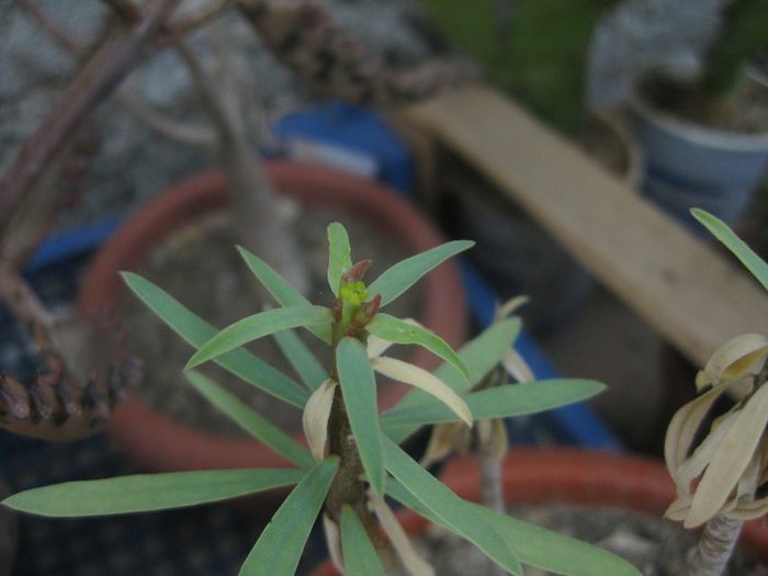 Iunie 2012 - Euphorbia balsamifera_3