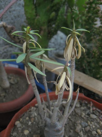 Iunie 2012 - Euphorbia balsamifera_3