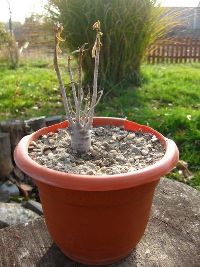 Noiembrie 2012 - Euphorbia balsamifera_3
